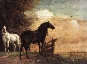Horses in a Field zg, POTTER, Paulus